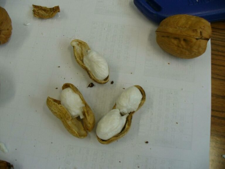 “Dy shqiptarë kapen me drogë të fshehur në lëvozhga arrash dhe kikirikësh, vlera 83 mijë euro”