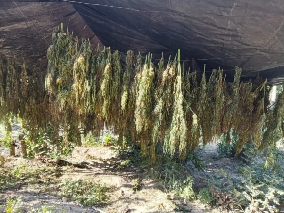 Sekuestrohen mbi 1 ton drogë nga Prokuroria Themelore në Pejë