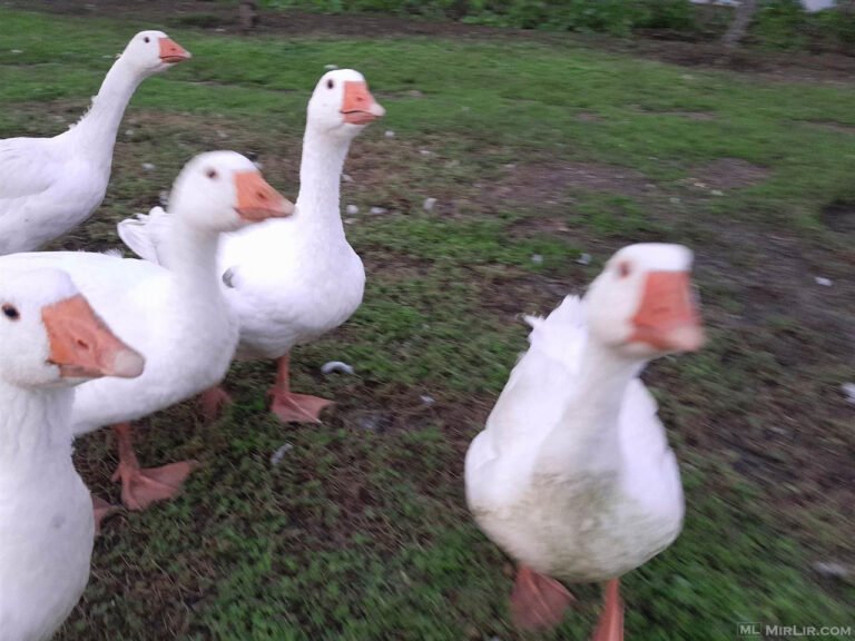 246c8985739c7981ed57bad5c24061df_big