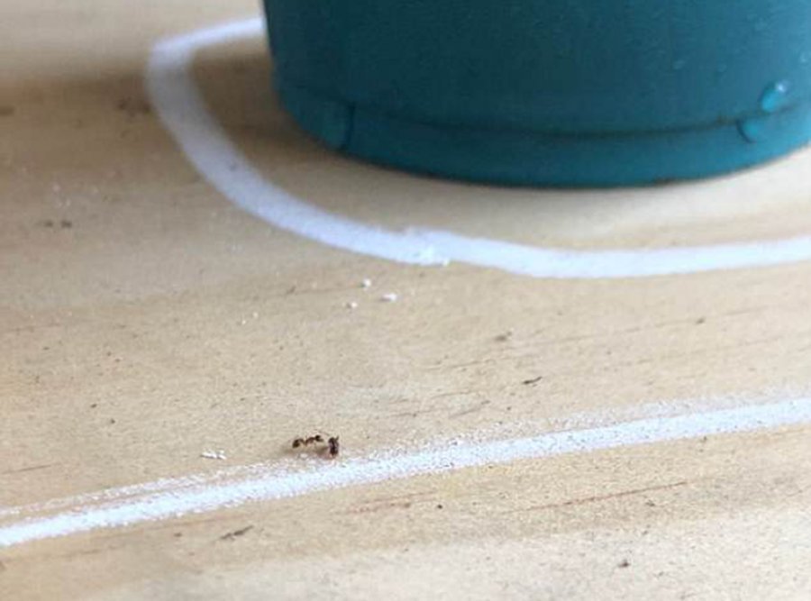 auto_4DF1C9B400000578-5920519-Twitter_user_Christine_Fox_revealed_that_she_had_stopped_ants_cr-a-29_15307844146391530791841