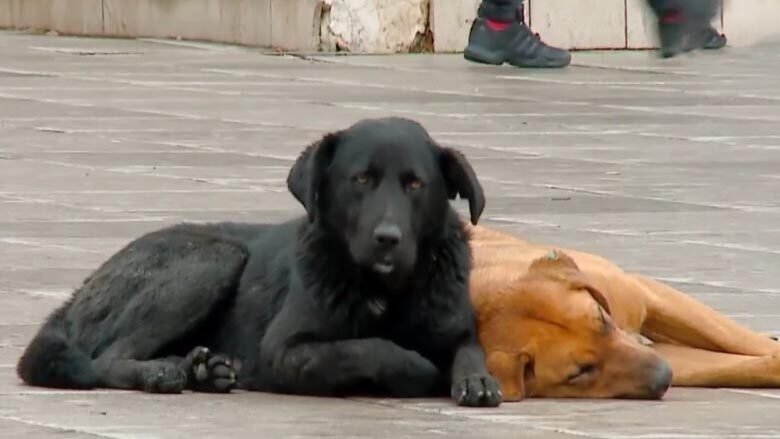 qente-endacak-prishtine-780x439